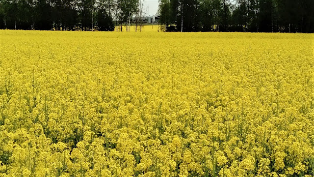 rypsiä