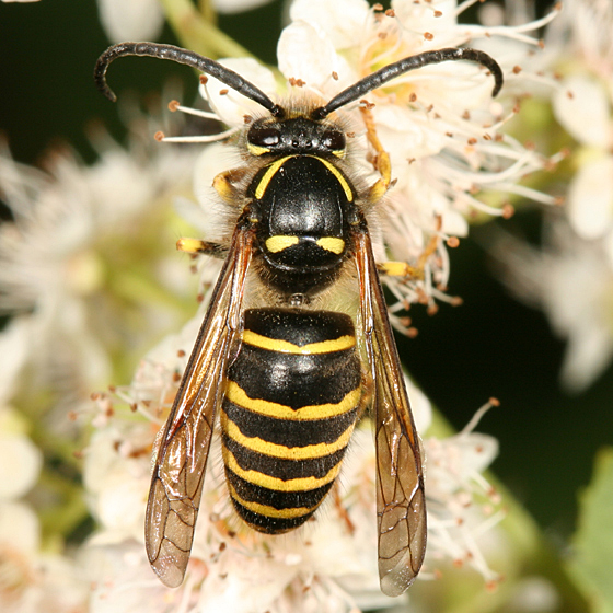 TYPES OF INSECTS Aerial Yellowjacket