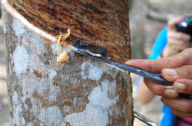 Malaysia Tapping Rubber