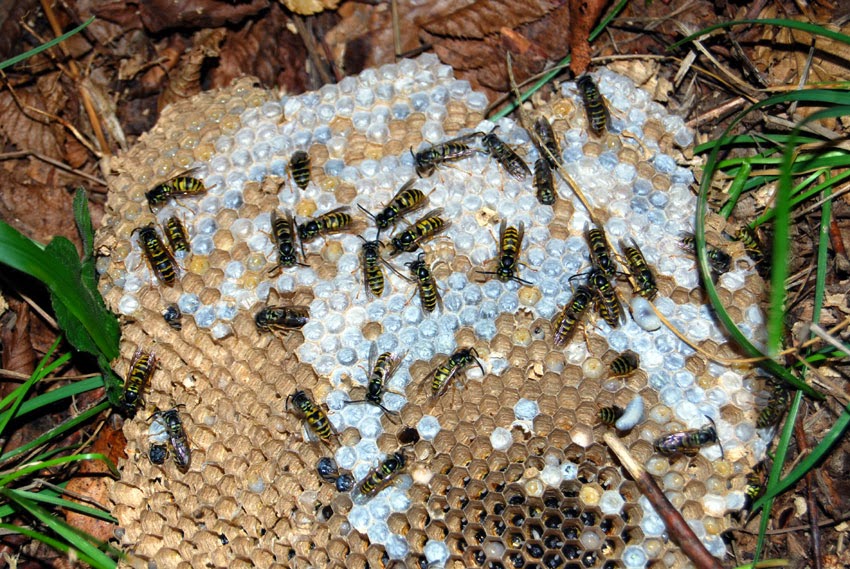 French wildlife and beekeeping Poor year for wasps and