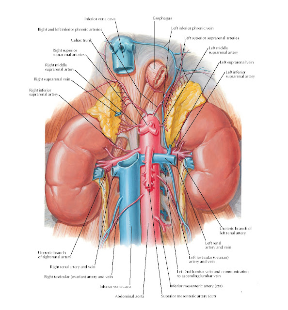 Renal Artery and Vein in Situ Anatomy
