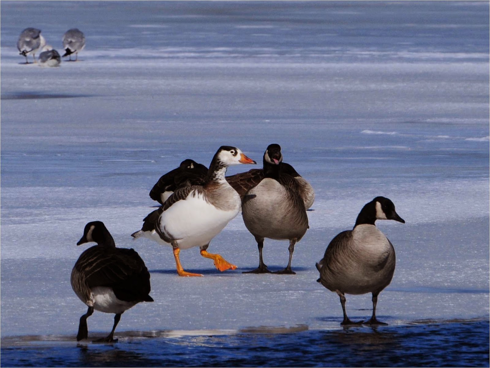 Bird Hybrids domestic Greylag Goose x Canada Goose