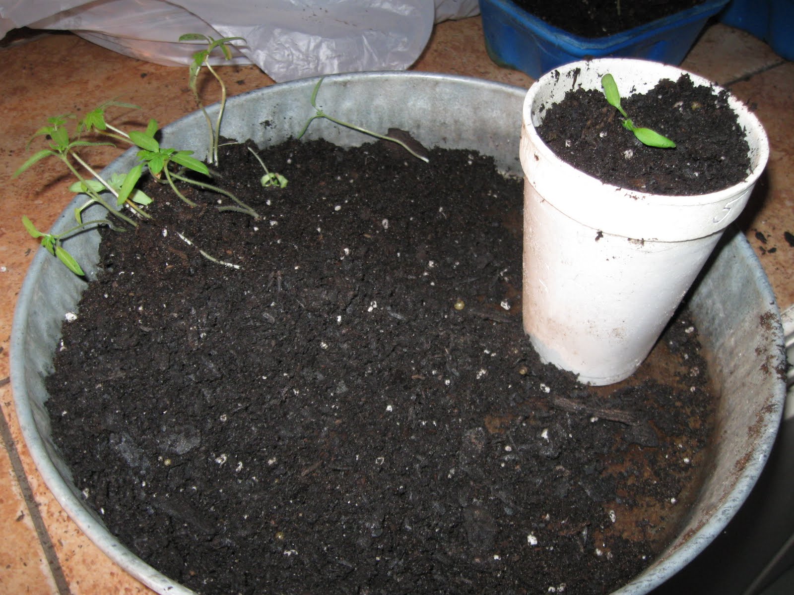 Growing Food in Florida How to replant tomato seedlings