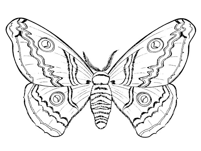 Butterfly Cartoone Colour Drawing HD Wallpaper