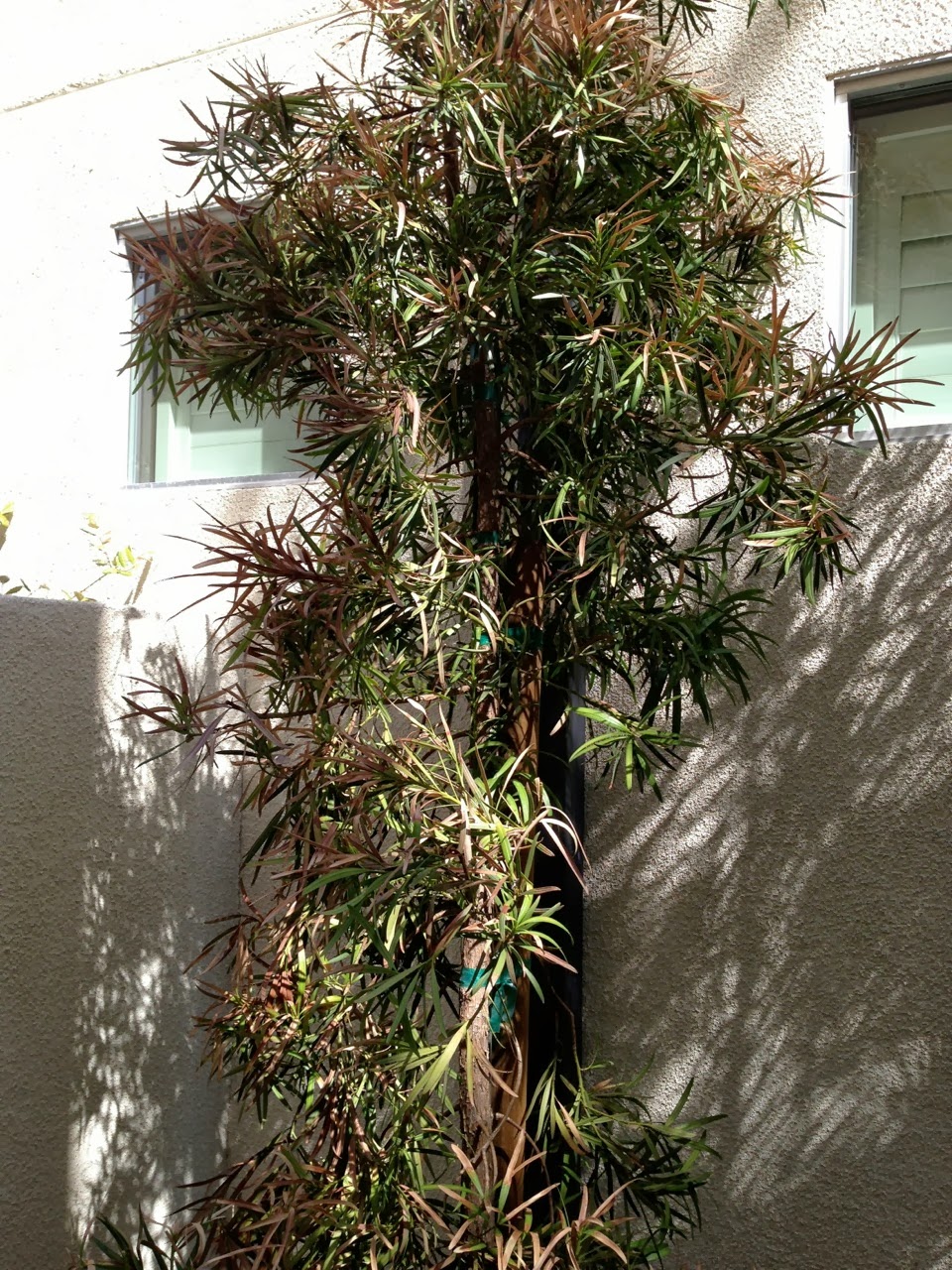 Xtremehorticulture of the Desert Plant Podocarpus With