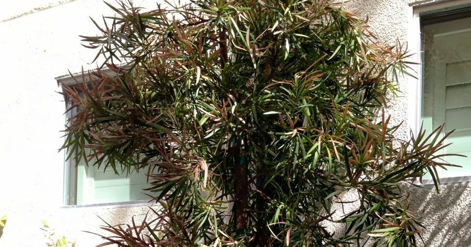 Xtremehorticulture Of The Desert Plant Podocarpus With Leaf Scorch May Be Too Much Water