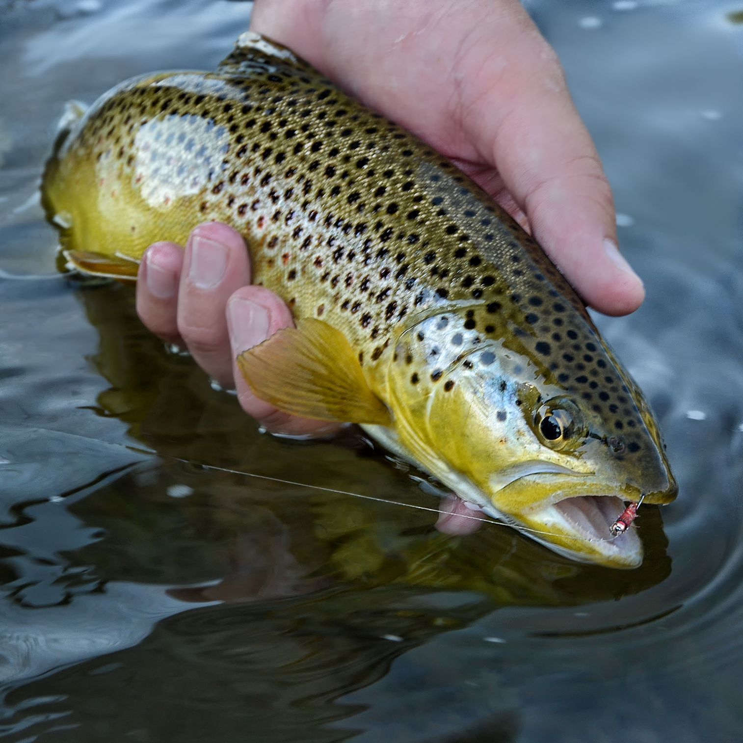 GTi Caddis Fly Fish Food Fly Tying and Fly Fishing