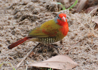 Green-Winged Pytilia