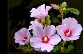 A Coreia do Sul adotou o hibisco-da-síria  , mugunghwa,   rosa-de-sarom ou mimo (Hibiscus syriacus)