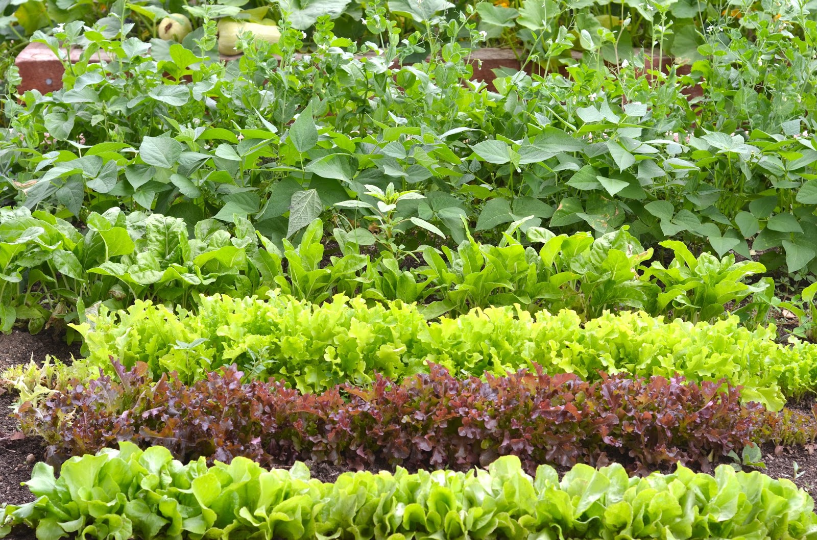 our golden days empty nester edition garden greens