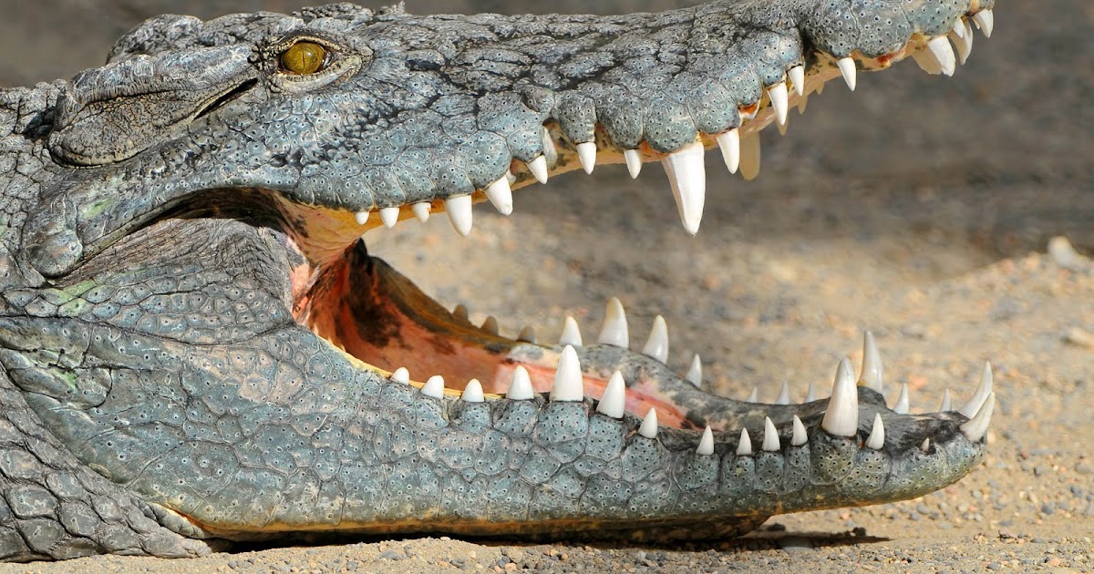Krokodil Wallpapers | HD Wallpapers