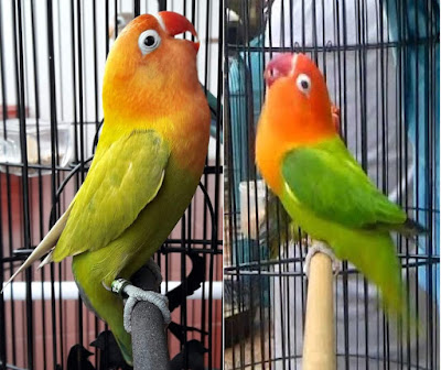 Ciri-Ciri Lovebird Siap Gantang/ Dilombakan Jika anda seorang lovebird mania atau pemain lovebird yang sudah cukup usang malang melint Ciri-Ciri Lovebird Siap Gantang/ Dilombakan