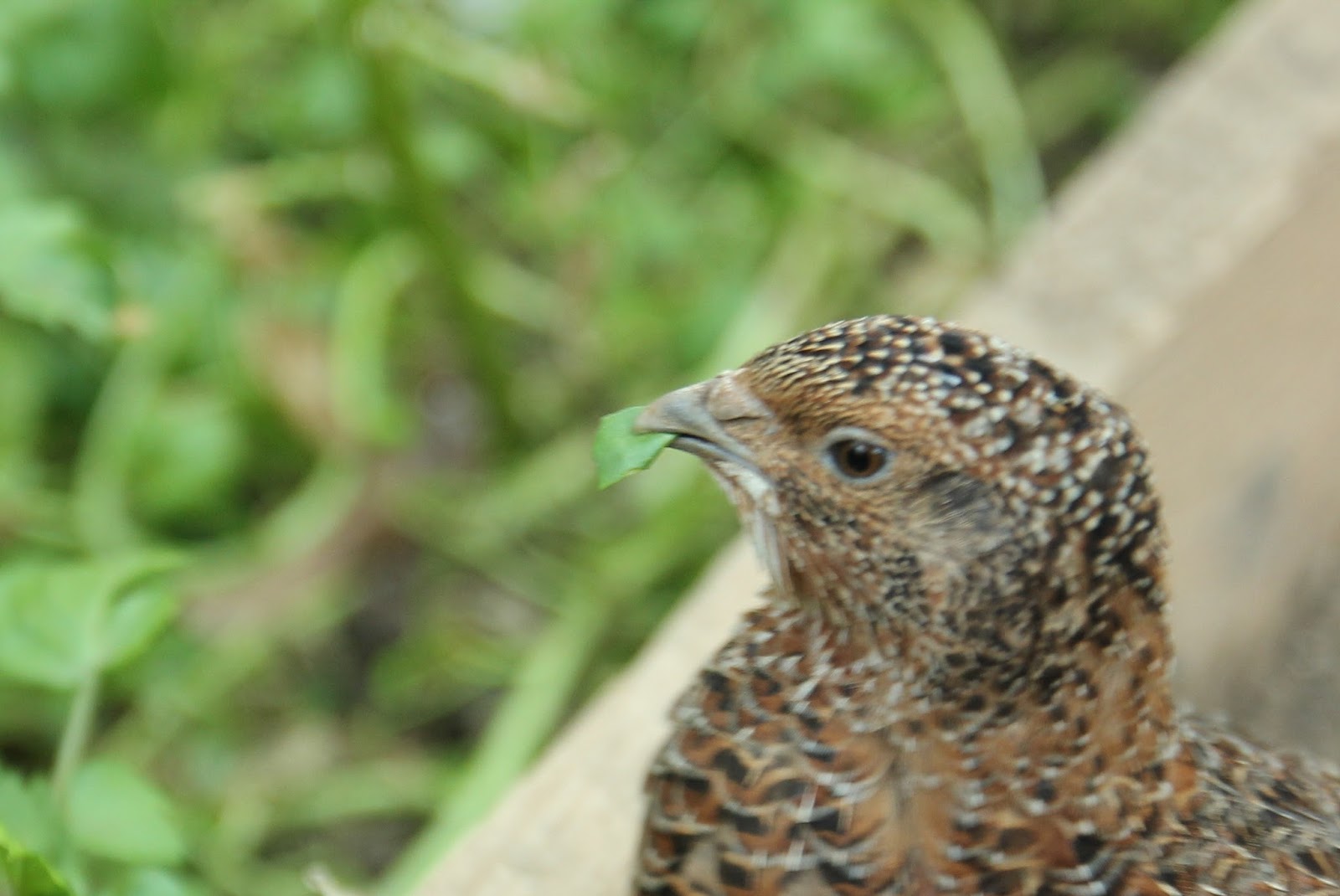 HATCHING & RAISING QUAIL The Holistic Hen How to raise quail
