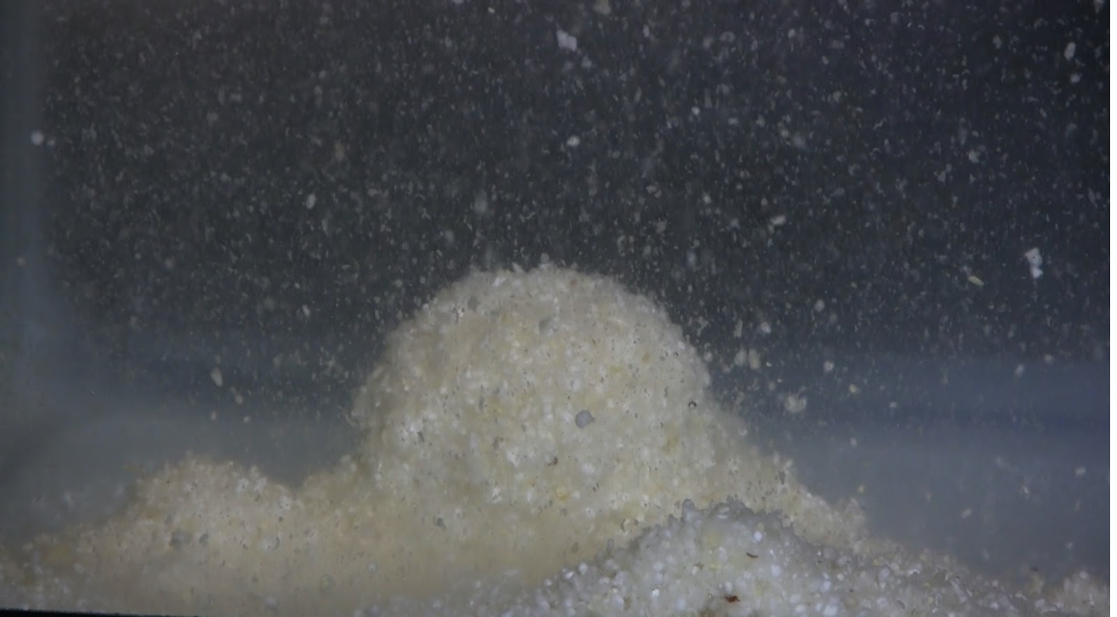 Carp Fishing Lifestyle How to make a Forever Grits Pack Bait for carp