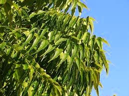 Neem home remedy For Ear Aches Neem home remedy For Ear Aches