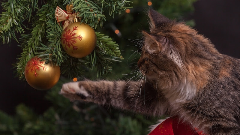 Kitty Cat and Christmas Decorations 2