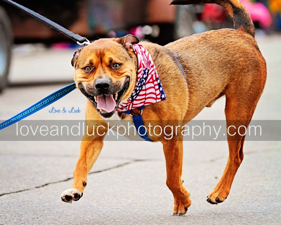 Second Chances Tripawds The Wonderfulness of ThreeLegged Dogs