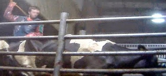 Εικόνες φρίκης: Υπάλληλοι μεγάλης γαλακτοβιομηχανίας του Καναδά κακοποιούν βάναυσα αγελάδες [Βίντεο]