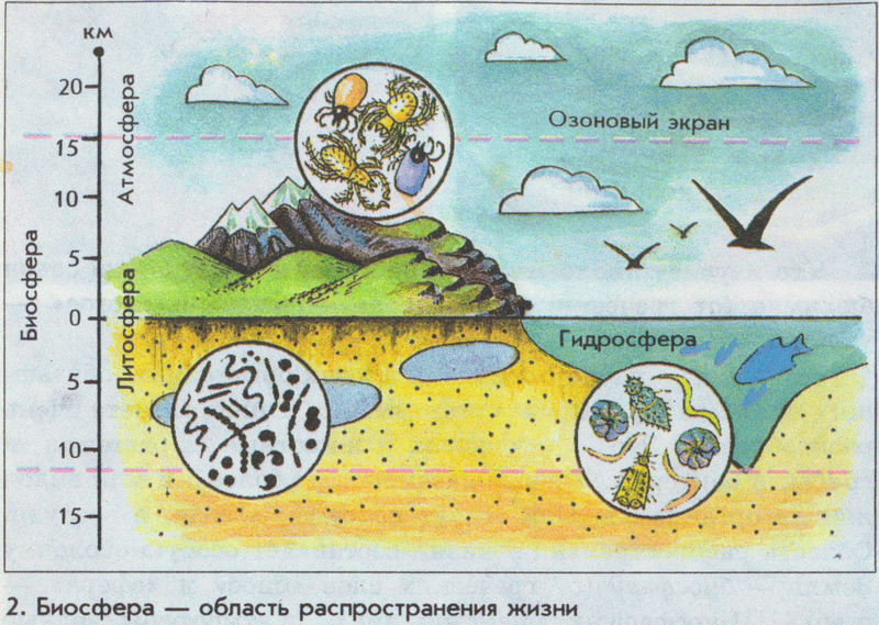 Изучаем биологию Уровни организации живой природы