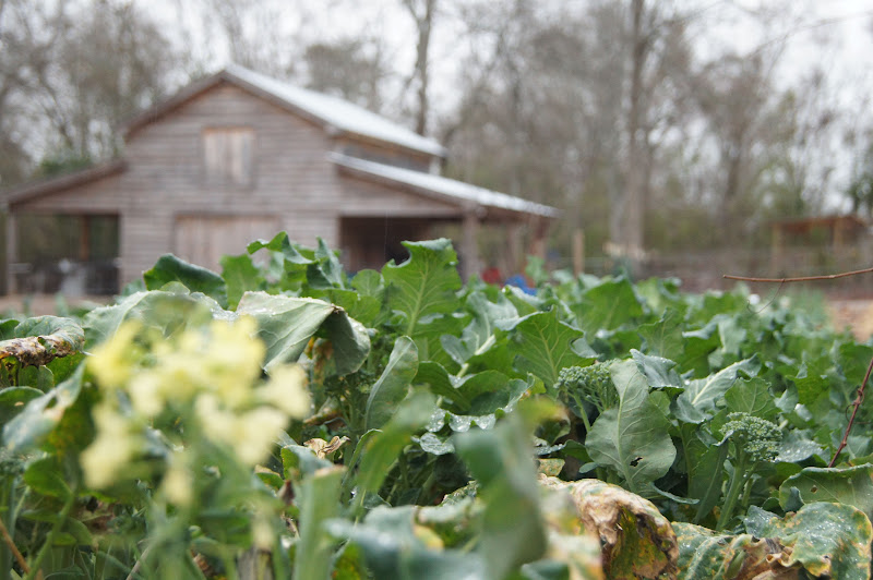 Elm Street Gardens Sparta, GA