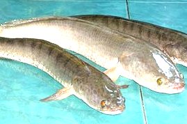 Manfaat-khasiat-Ikan Gabus obat ikan gabus, kesehatan dengan Ikan gabus