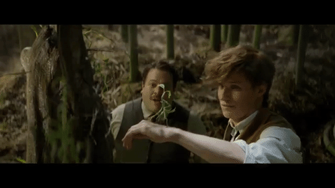 Bowtruckle en Animales fantásticos y dónde encontrarlos - Cine de Escritor Bowtruckle en Animales fantásticos y dónde encontrarlos - Cine de Escritor