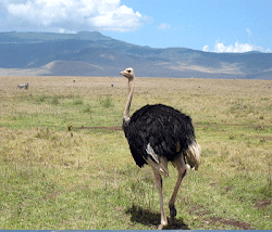 largest ostrich alive birds bird animal living lestari