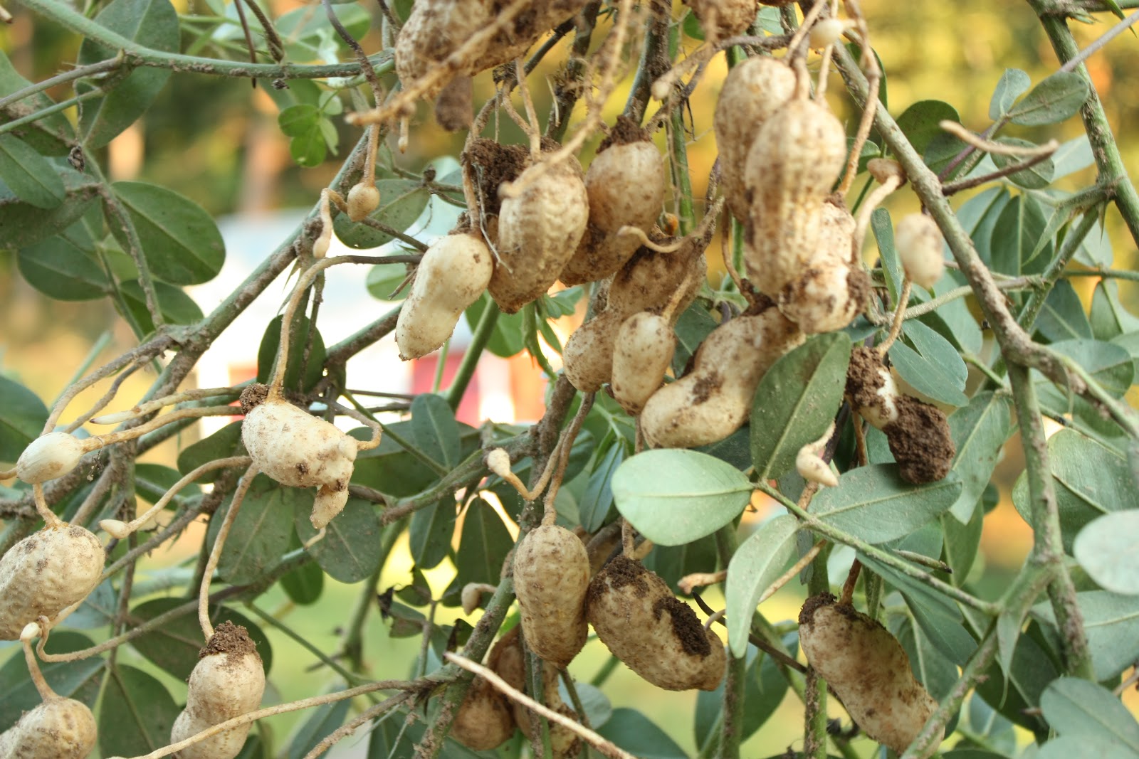 grow-your-own-peanut-plant-kit-random-facts-of-the-universe