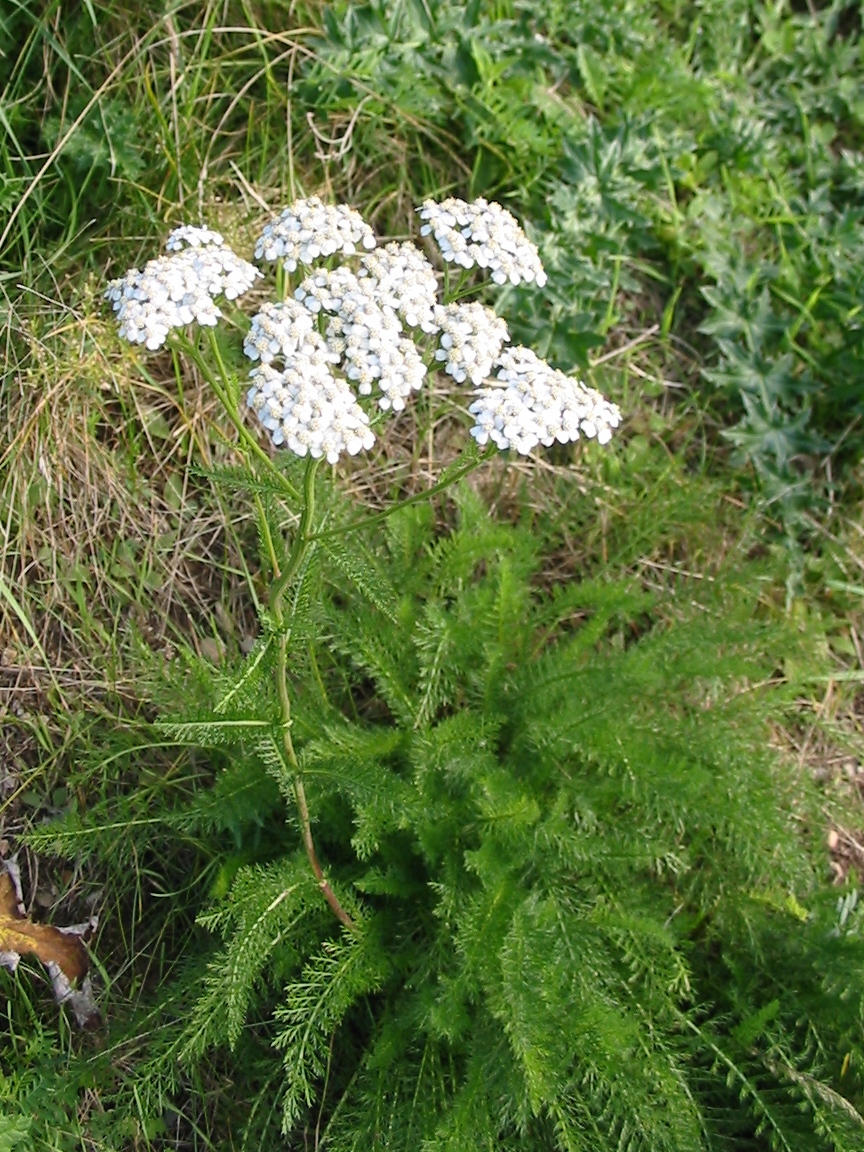 Flowers & Planets: Achillea