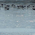 Ιωάννινα:Στον πάγο μεγάλα τμήματα της λίμνης κοντά στις όχθες![φωτογραφίες]
