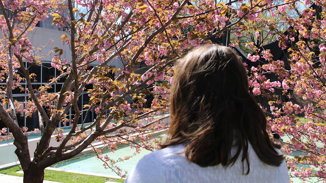 Cherry Blossoms