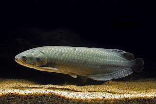 Arwana nil ikan hias air tawar Arwana nil ikan hias air tawar