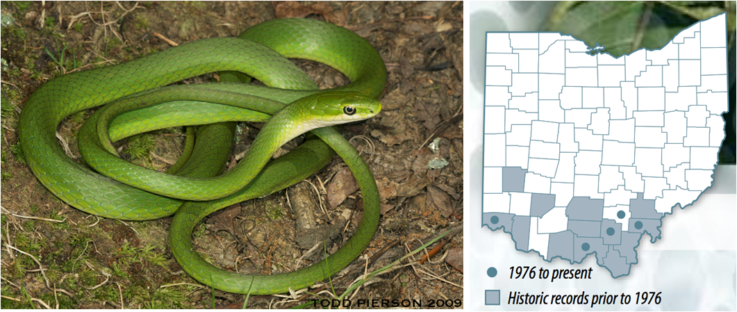 Biology of the Reptilia: Reptiles of Ohio