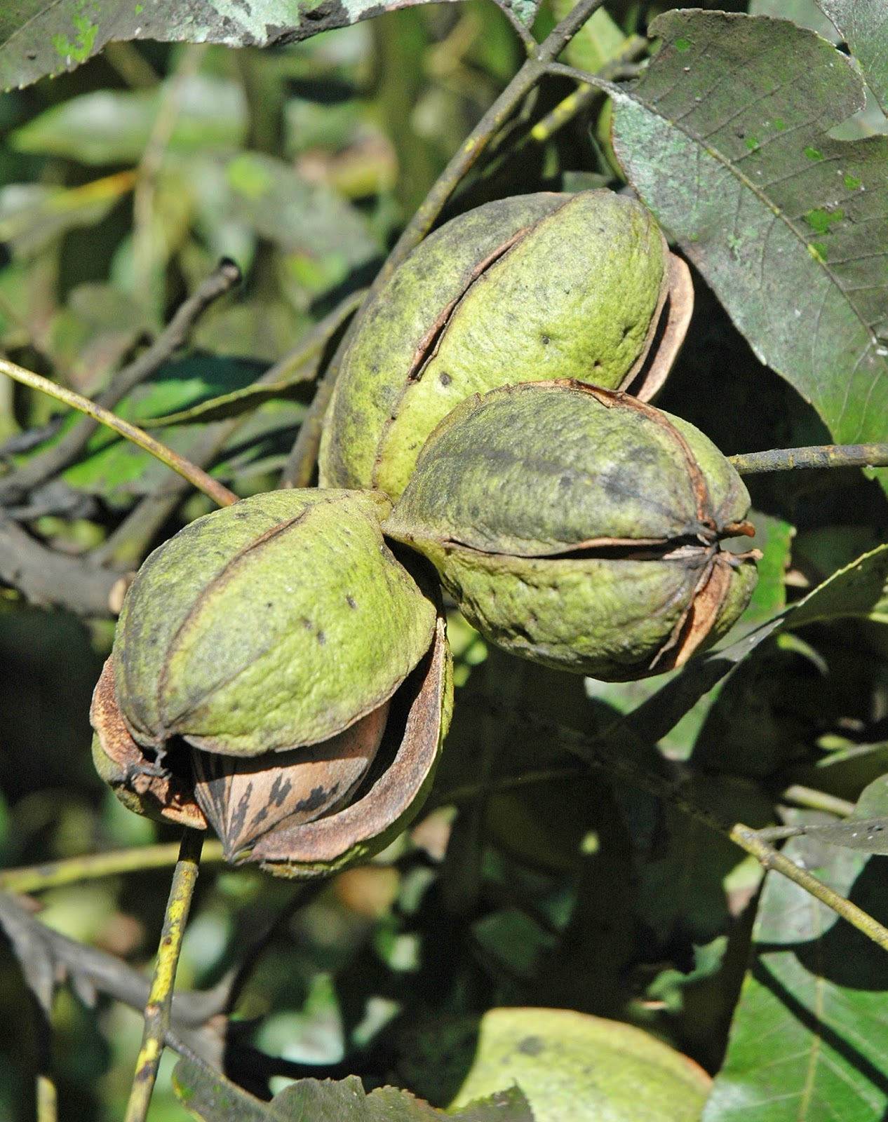 Northern Pecans Pecan cultivars ripening in early October