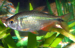 Aquarium Fish: Buenos Aires Tetra