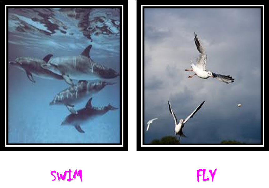 Learning of Animals Movement Of Animals