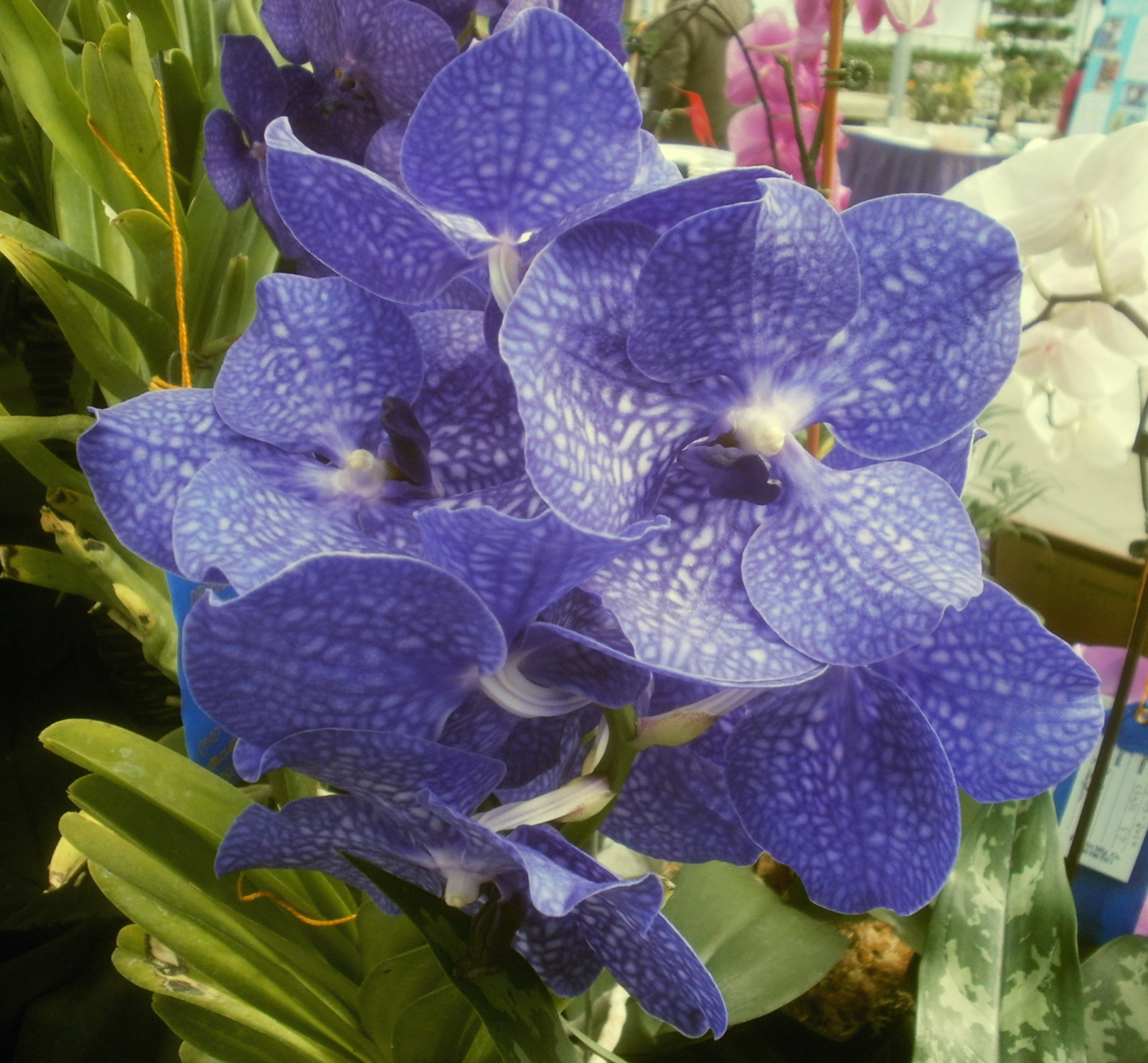 Plants are the Strangest People Pretty picture Vanda Pakchong Blue