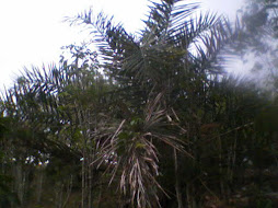 Palmeira Ouricuri (coquinho)