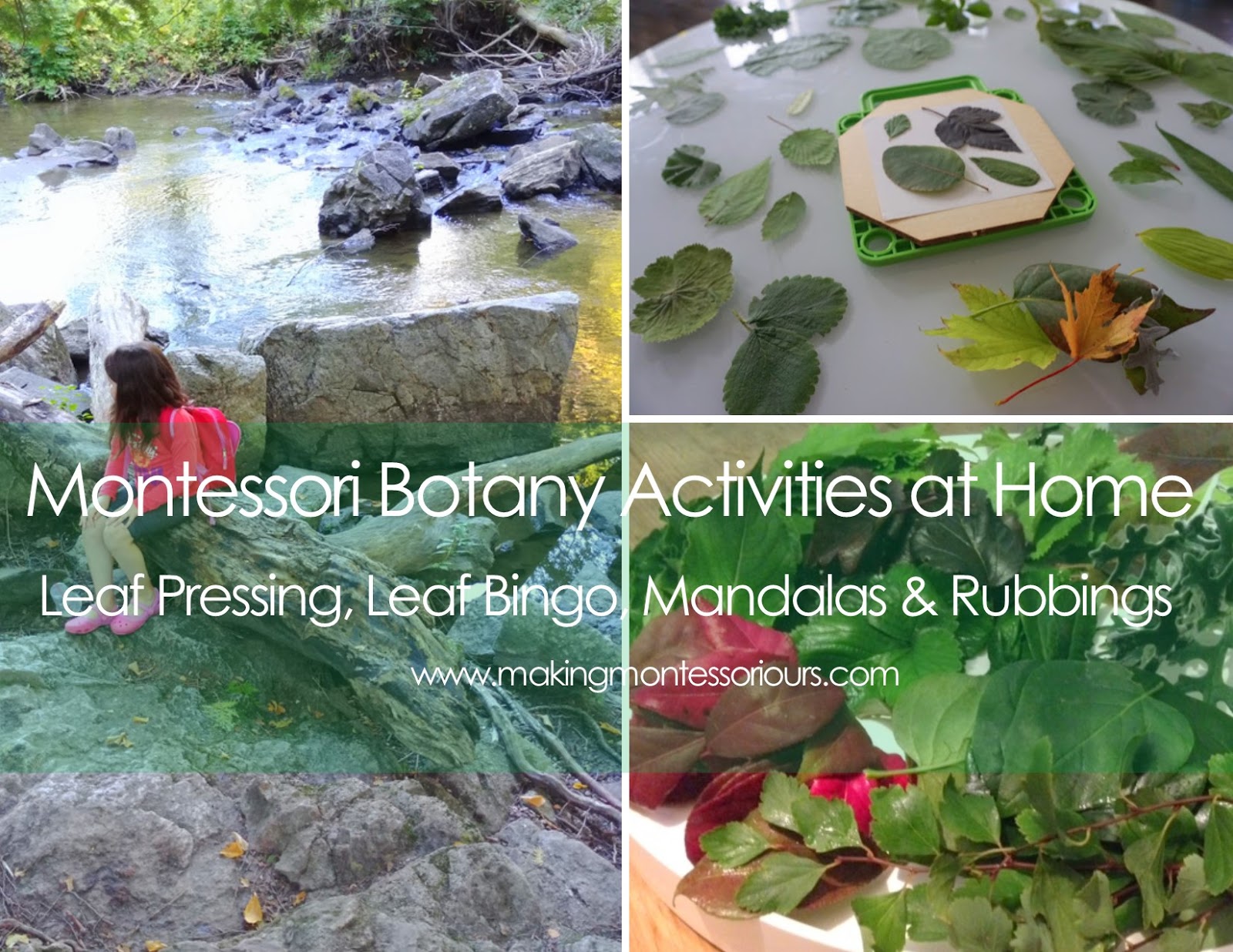 Playing with Leaves, Montessori Botany Activities at Home "Making Montessori Ours"