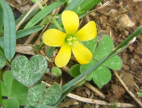 Aleluya amarilla (Oxalis europaea) height= Aleluya amarilla (Oxalis europaea) border=