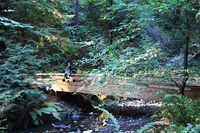 Muir Woods, San Francisco - California travel blog