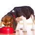 10 τροφές που δεν πρέπει να δίνετε στο σκύλο σας