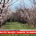 Η καλλιέργεια ροδάκινου στην Ημαθία