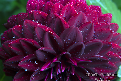 Dahlia in the Rain - #ANoteFromTheRoad #adelliott www.takethebackroads.com #TakeTheBackRoads