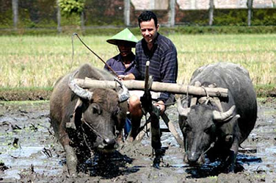 Aktivitas Membajak Sawah