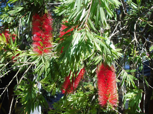 Exotic Plants in Indonesia Kayu Putih  Bunga  Merah  