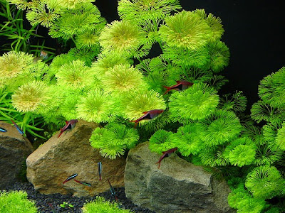 Cabomba Caroliniana Cabomba Caroliniana