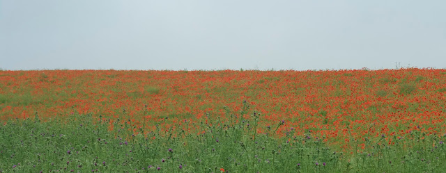 poppies field of poppy