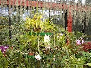 Peradeniya Royal Botanical Gardens Peradeniya Royal Botanical Gardens