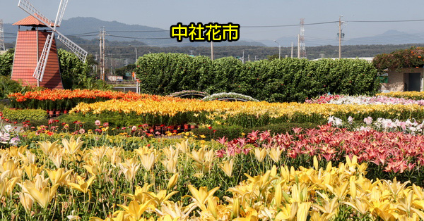 台中后里|中社觀光花市|百合花和數十種花海美翻天 台中后里|中社觀光花市|百合花和數十種花海美翻天